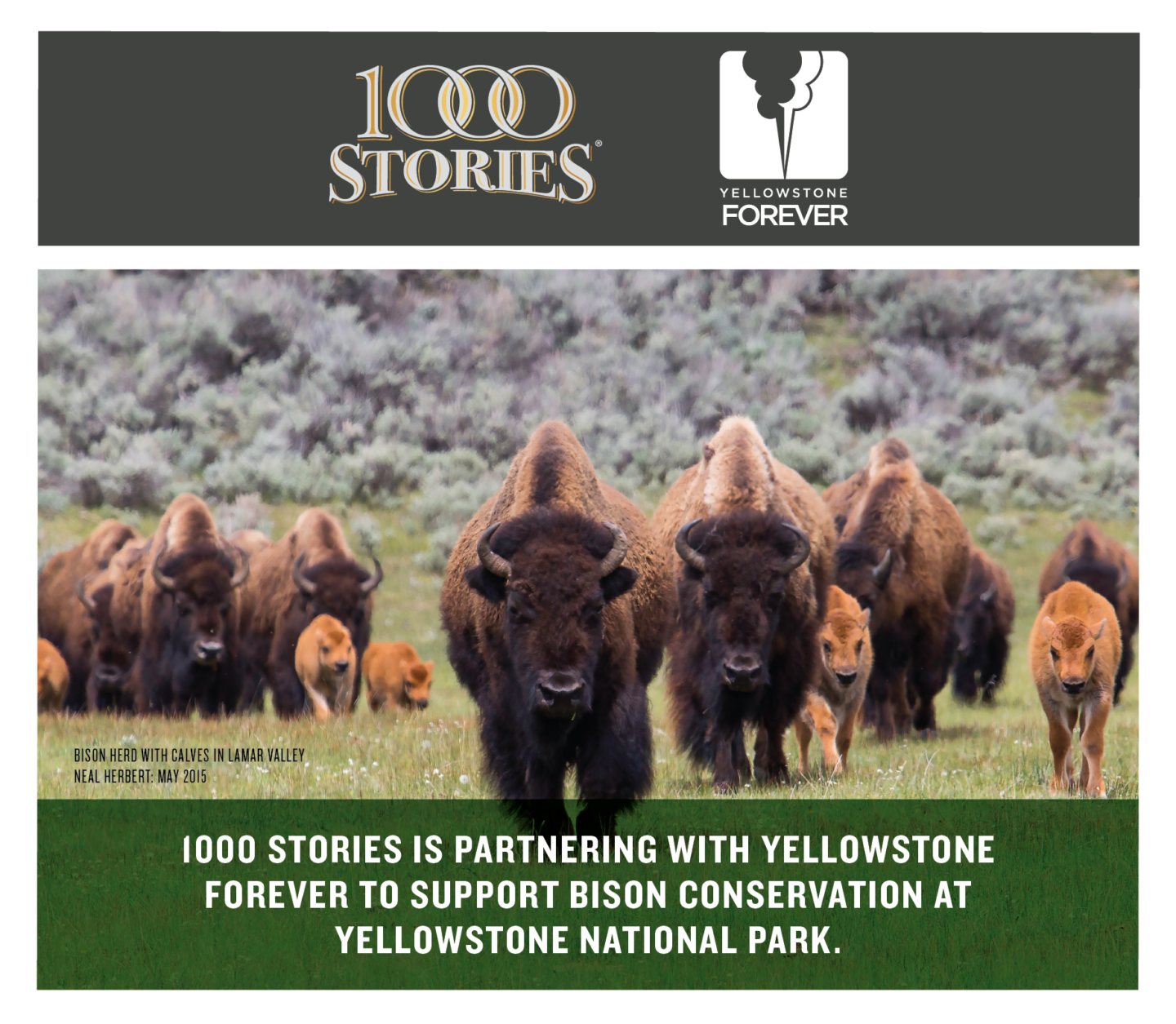 As a proud 2023 corporate partner of Yellowstone Forever, 1000 Stories will be supporting efforts to rehome Yellowstone-origin bison to Native American Tribes and support the ecological and cultural conservation of this iconic species. 