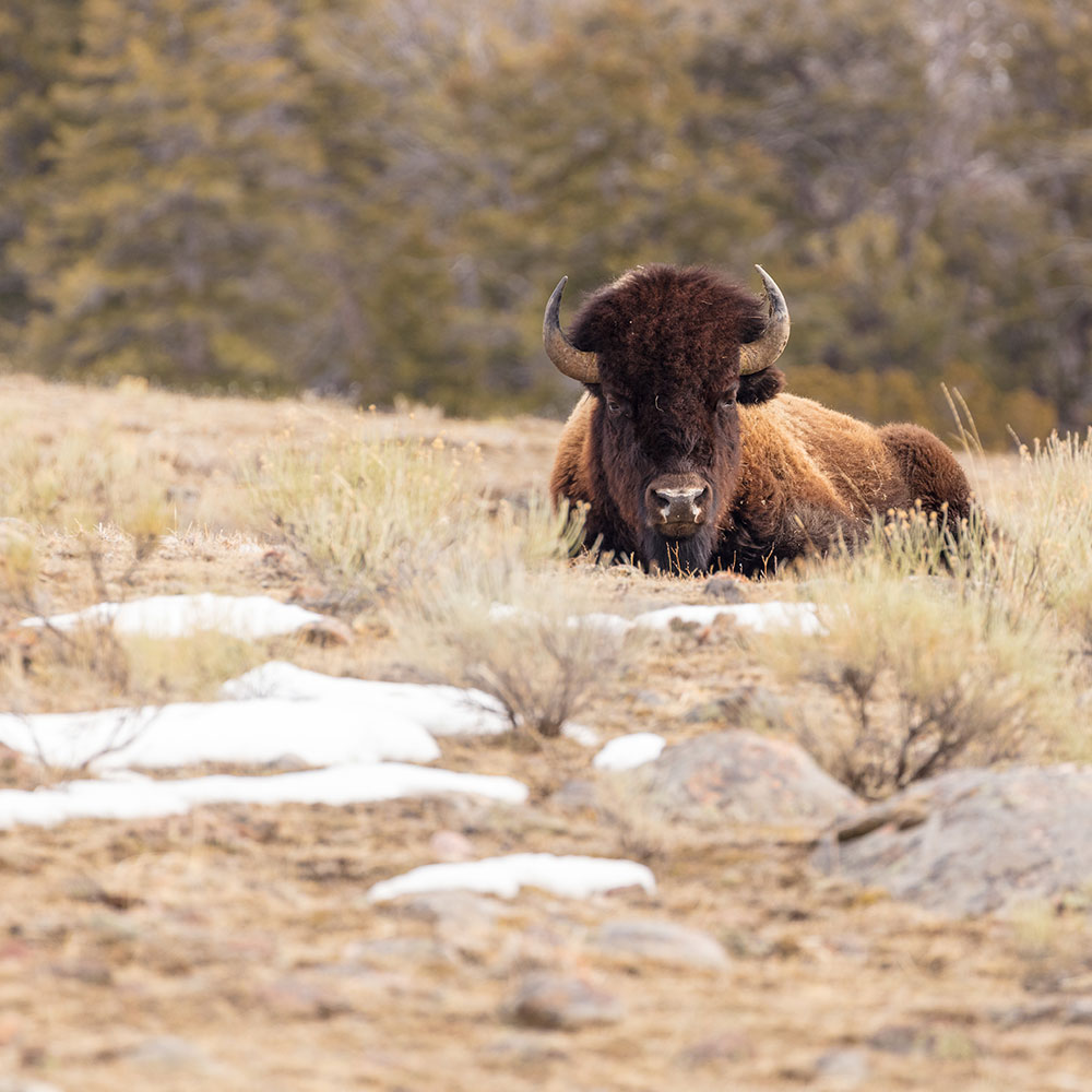 Partnering with Yellowstone Forever