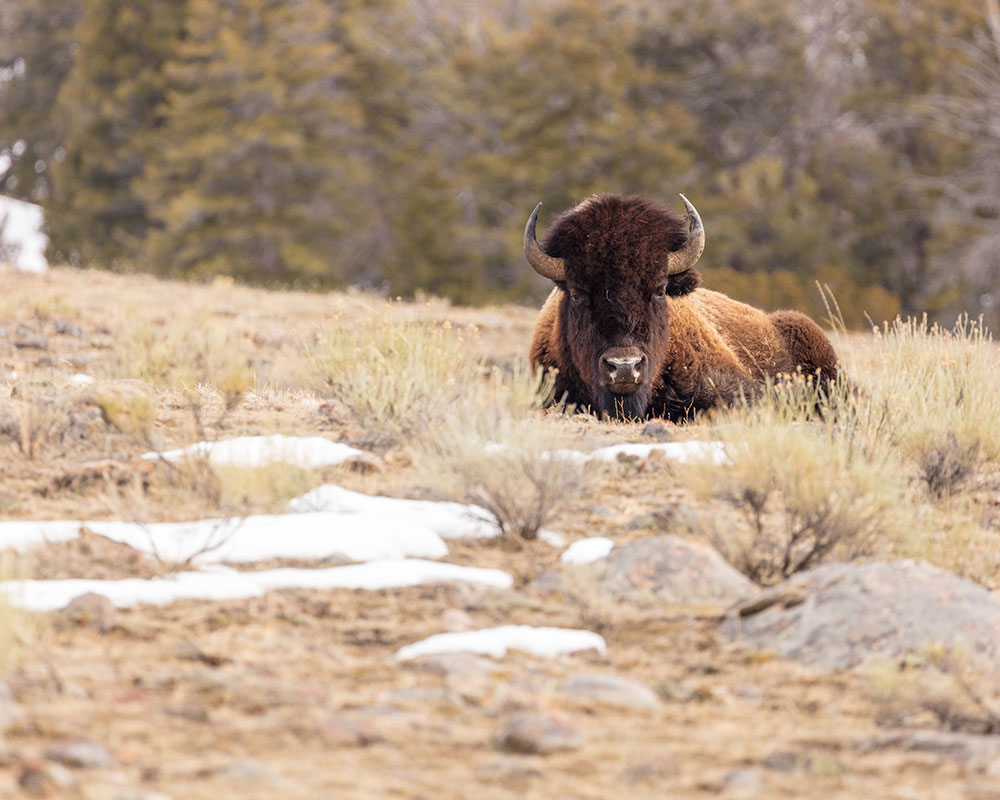 Photo by Jacob W. Frank, March 2018