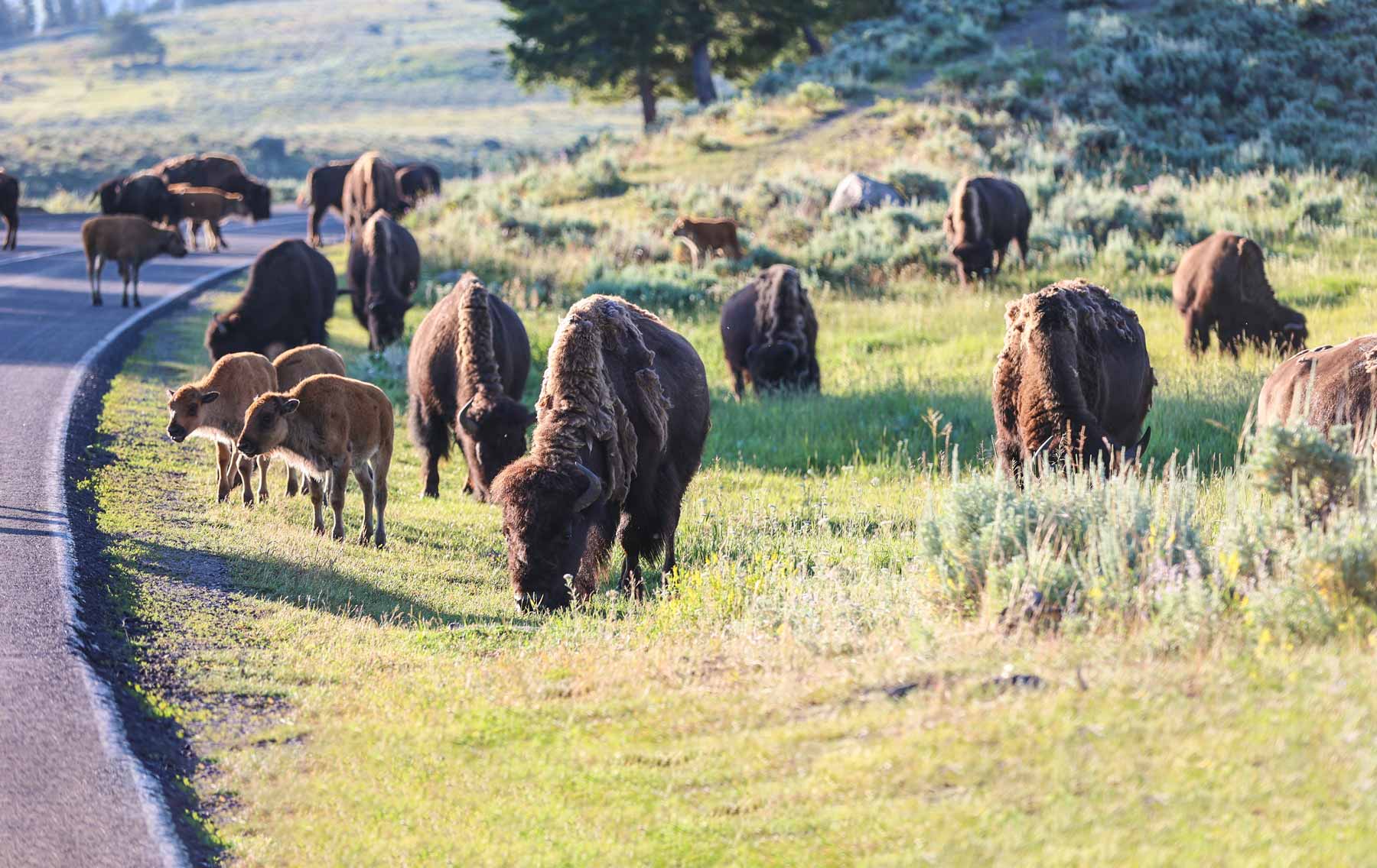 bisons