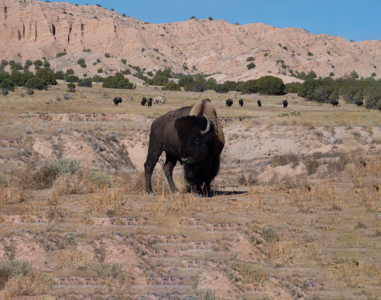 2019-Bison