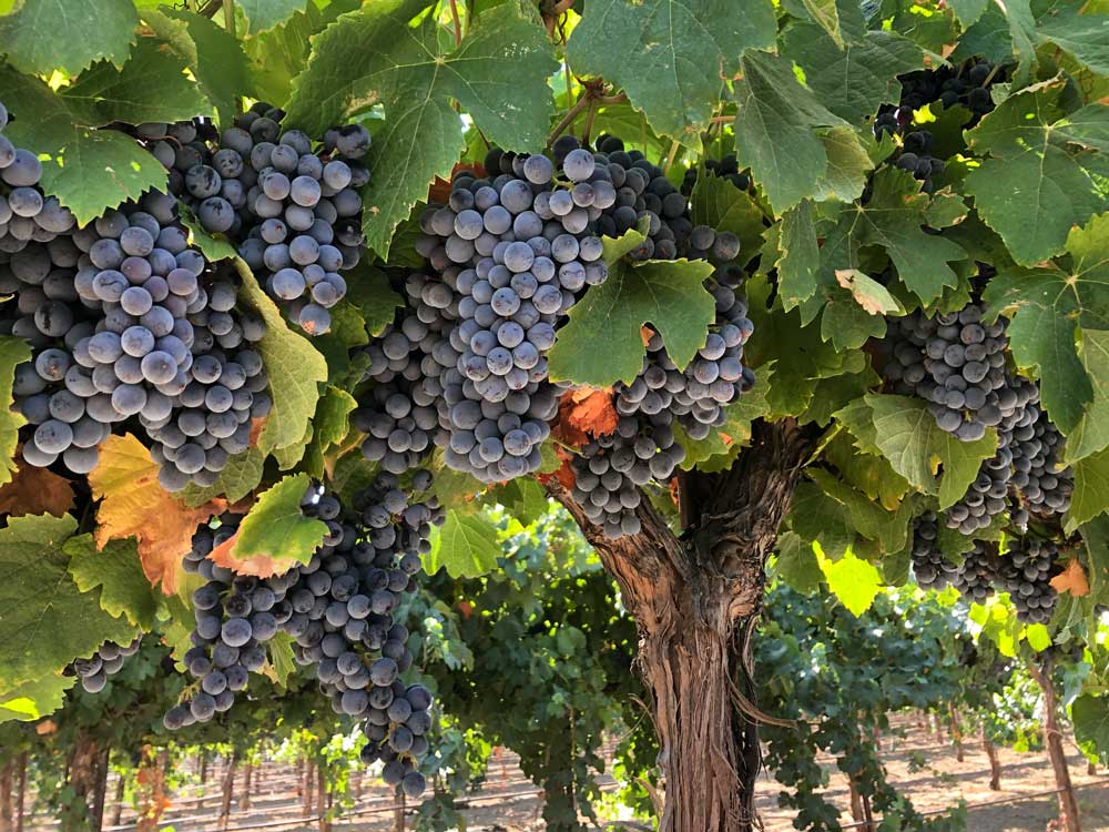 grapes